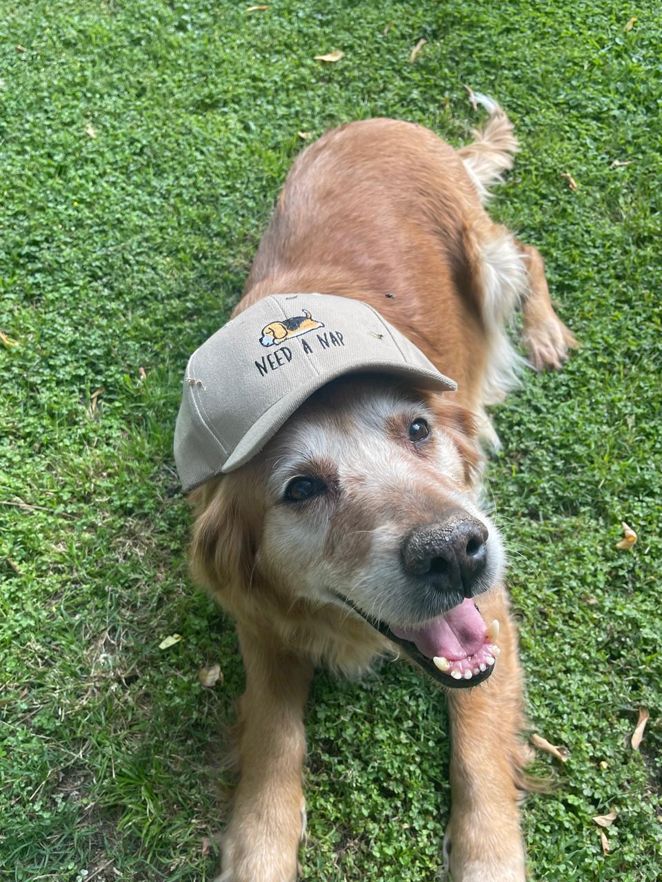 Sleepy Puppy Cap🐶🐾 - Drop 1.0!