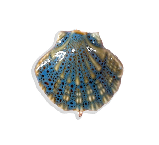 Colorful Seashell Charm